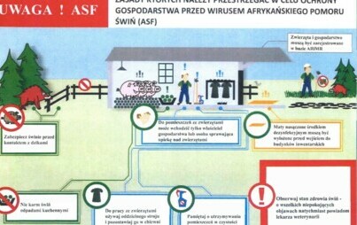 Zdjęcie do ZAGROŻENIE AFRYKAŃSKIM POMOREM ŚWIŃ